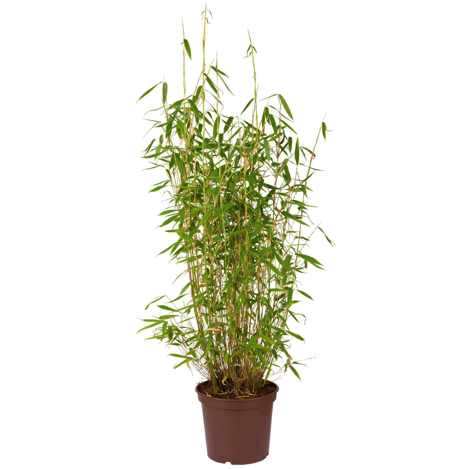 Elho || LECHUZA Verkäufe -Elho || LECHUZA Verkäufe 0425100066 Gartenbambus fargesia superjumbo1 64854