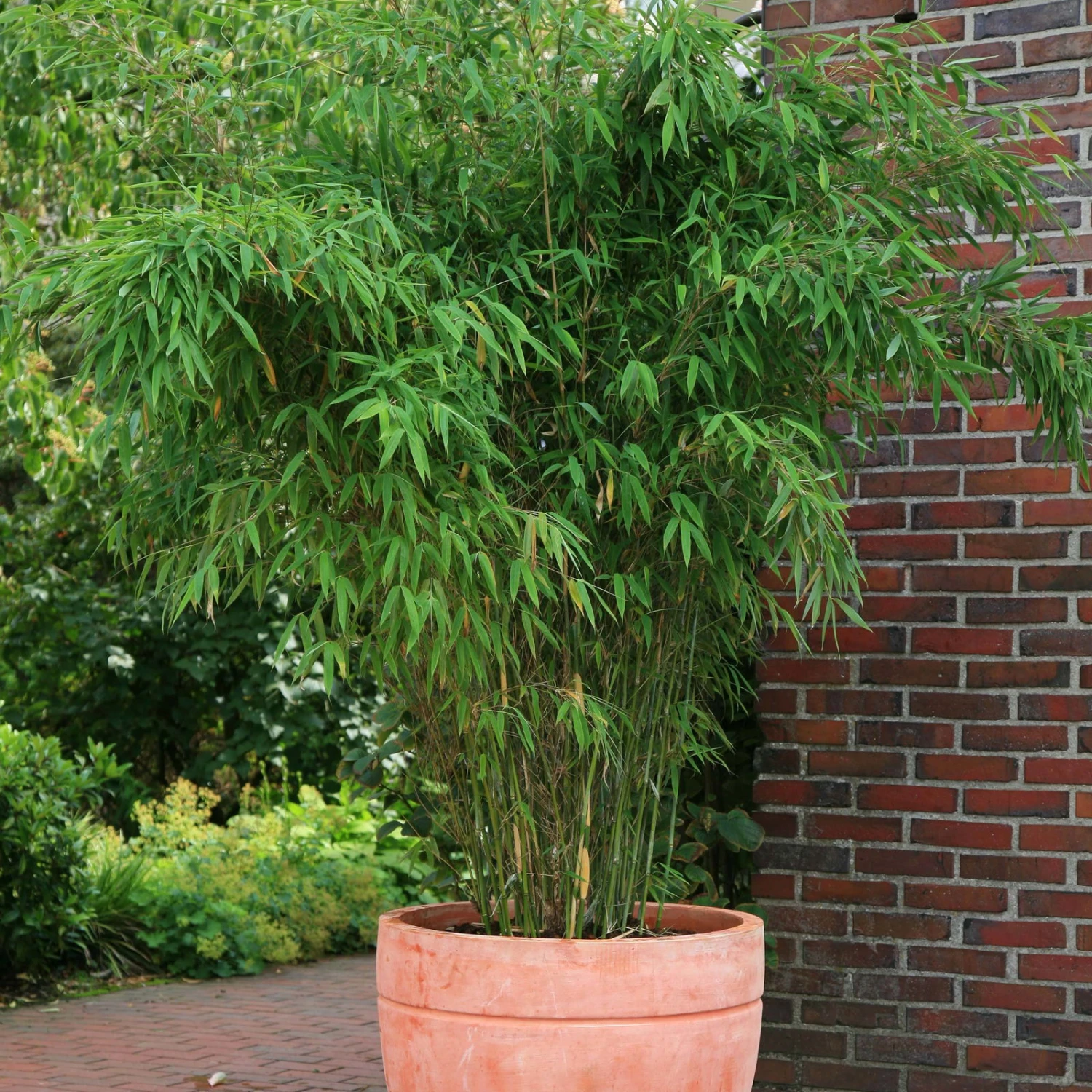 Elho || LECHUZA Verkäufe -Elho || LECHUZA Verkäufe 0425100167 Bambus Kollektion Jumbo 60493