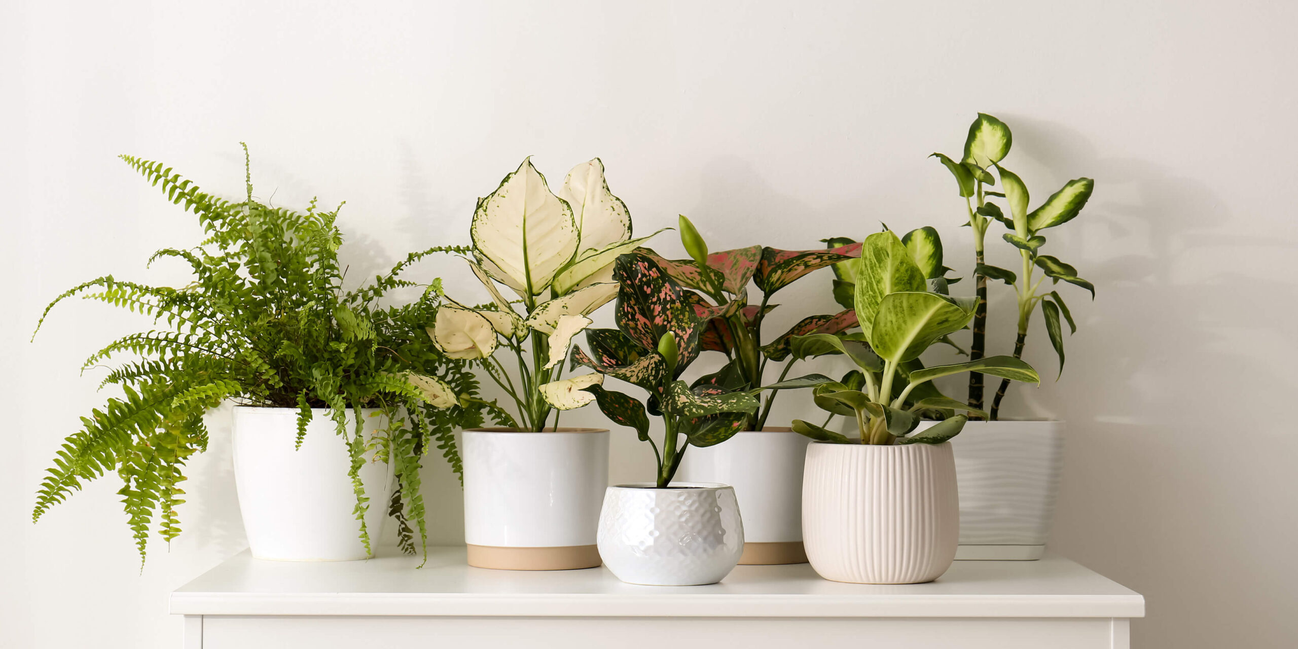 Elho || LECHUZA Verkäufe -Elho || LECHUZA Verkäufe Zimmerpflanzen eingewoehnen 01 scaled